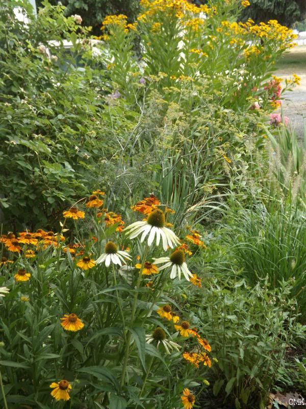 Front garden July 14/14 photo frontsungardjuly1414_zps02632151.jpg